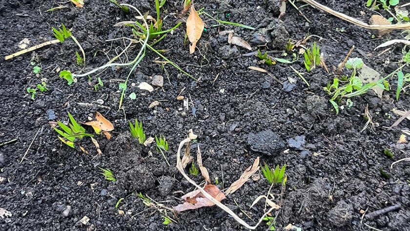 The first calamus bed in october--going to sleep for the winter months (I will mulch this soon)