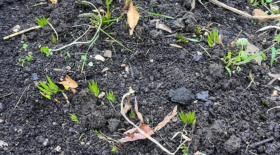 The first calamus bed in october--going to sleep for the winter months (I will mulch this soon)