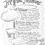 Harvesting mushrooms spread #1, exploring how to harvest mushrooms safely and ethically.